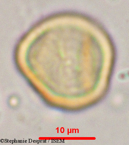Stephanie.Desprat/Myxopyrum_serratulum_9902/Myxopyrum_serratulum_9902_0007(copy).jpg