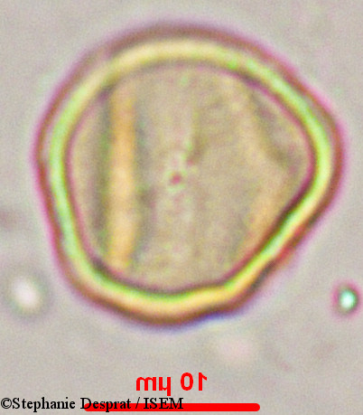 Stephanie.Desprat/Myxopyrum_serratulum_9902/Myxopyrum_serratulum_9902_0008(copy).jpg