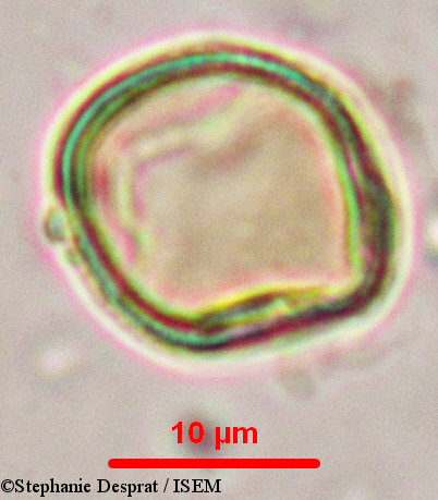 Stephanie.Desprat/Myxopyrum_serratulum_9902/Myxopyrum_serratulum_9902_0009(copy).jpg