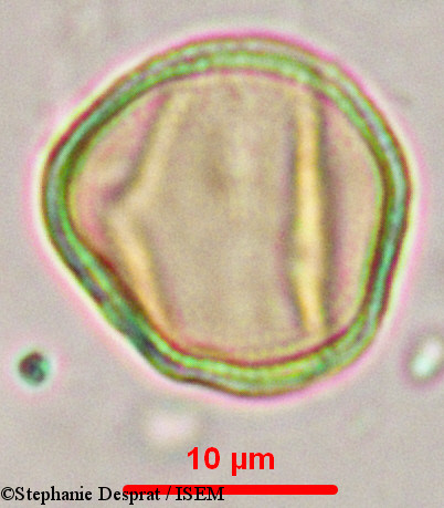 Stephanie.Desprat/Myxopyrum_serratulum_9902/Myxopyrum_serratulum_9902_0010(copy).jpg