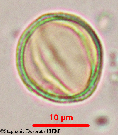 Stephanie.Desprat/Myxopyrum_serratulum_9902/Myxopyrum_serratulum_9902_0011(copy).jpg