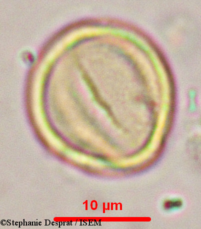 Stephanie.Desprat/Myxopyrum_serratulum_9902/Myxopyrum_serratulum_9902_0012(copy).jpg