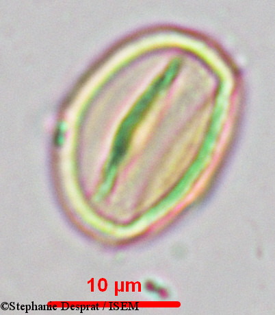Stephanie.Desprat/Myxopyrum_serratulum_9902/Myxopyrum_serratulum_9902_0013(copy).jpg