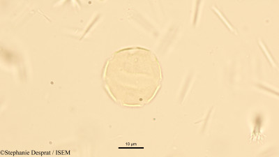 Stephanie.Desprat/Natsiatum_herpeticum_17636/Natsiatum_herpeticum_17636_0001(copy)_thumb.jpg