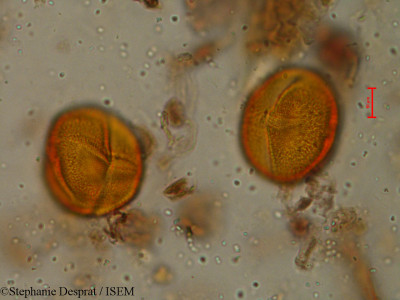 Stephanie.Desprat/Oldenlandia_articularis_5180/Oldenlandia_articularis_5180_0001(copy)_thumb.jpg