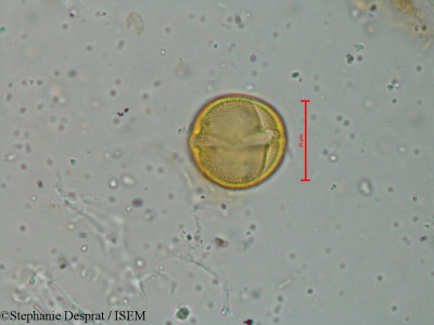 Oldenlandia swertioides - lame n° 18527