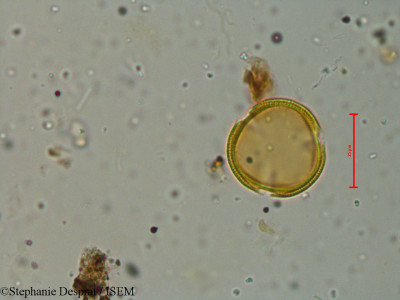 Oldenlandia swertioides - lame n° 18527