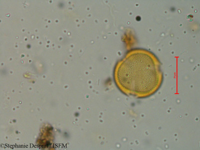 Oldenlandia swertioides - lame n° 18527