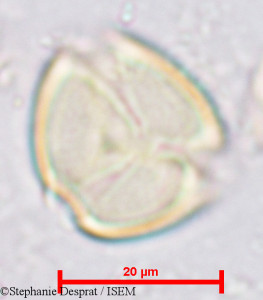 Stephanie.Desprat/Ougeinia_dalbergioides_10135/Ougeinia_dalbergioides_10135_0001(copy)_thumb.jpg