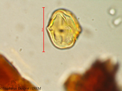 Stephanie.Desprat/Palaquium_rubiginosum_2086/Palaquium_rubiginosum_2086_0001(copy)_thumb.jpg