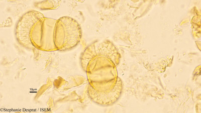 Stephanie.Desprat/Podocarpus_neriifolius_60281/Podocarpus_neriifolius_60281_0001(copy)_thumb.jpg