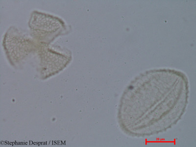 Stephanie.Desprat/Pogostemon_speciosus_33350/Pogostemon_speciosus_33350_0001(copy)_thumb.jpg