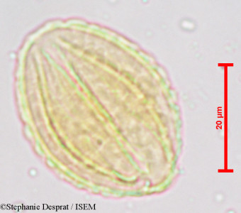 Stephanie.Desprat/Prosopis_juliflora_3962/Prosopis_juliflora_3962_0001(copy)_thumb.jpg