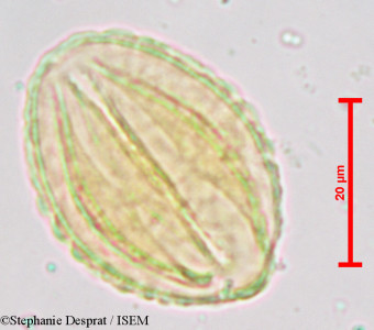 Prosopis juliflora - lame n° 3962
