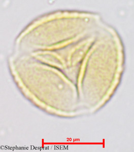 Prosopis juliflora - lame n° 3962