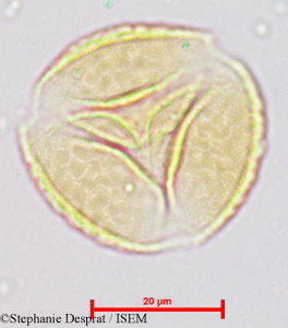 Prosopis juliflora - lame n° 3962