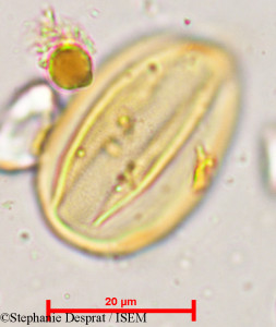 Stephanie.Desprat/Prosopis_strombulifera_29581/Prosopis_strombulifera_29581_0001(copy)_thumb.jpg