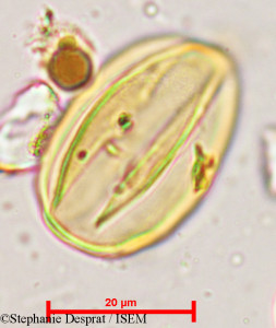 Prosopis strombulifera - lame n° 29581
