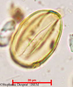 Prosopis strombulifera - lame n° 29581