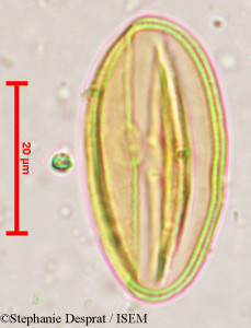 Prosopis strombulifera - lame n° 29581