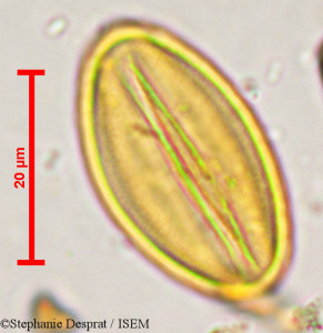 Prosopis strombulifera - lame n° 29581