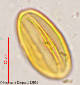 Prosopis strombulifera - lame n° 29581