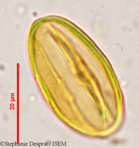 Prosopis strombulifera - lame n° 29581
