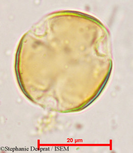 Prosopis strombulifera - lame n° 29581