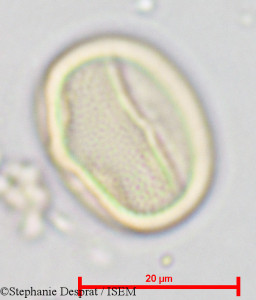 Stephanie.Desprat/Pterocarpus_indicus_18831/Pterocarpus_indicus_18831_0001(copy)_thumb.jpg