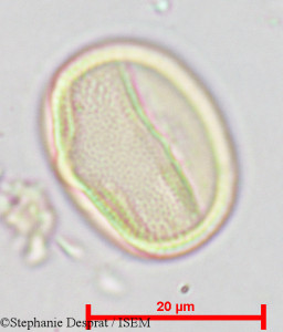 Pterocarpus indicus - lame n° 18831