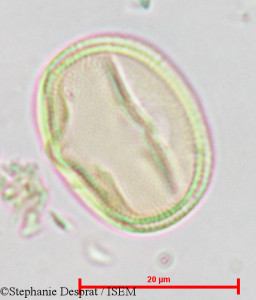 Pterocarpus indicus - lame n° 18831