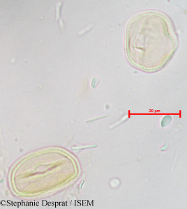 Pterocarpus indicus - lame n° 18831