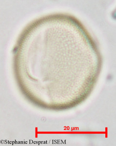 Pterocarpus indicus - lame n° 18831