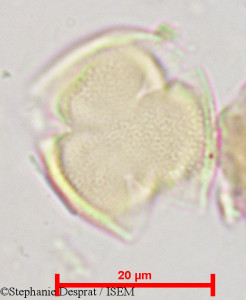 Pterocarpus indicus - lame n° 18831