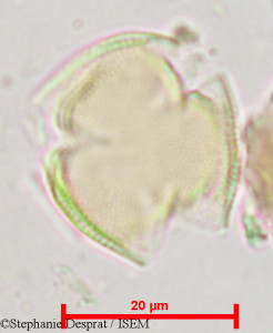 Pterocarpus indicus - lame n° 18831