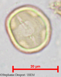 Stephanie.Desprat/Pterocarpus_marsupium_18811/Pterocarpus_marsupium_18811_0001(copy)_thumb.jpg
