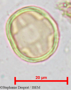 Pterocarpus marsupium - lame n° 18811