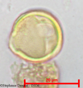 Pterocarpus marsupium - lame n° 18811