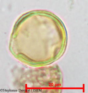 Pterocarpus marsupium - lame n° 18811
