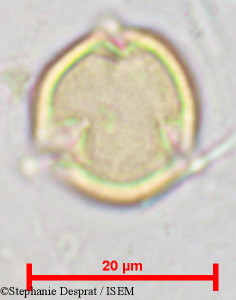 Pterocarpus marsupium - lame n° 18811
