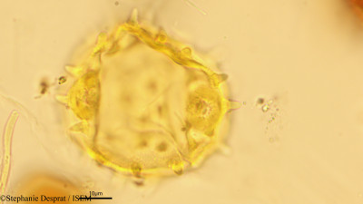 Stephanie.Desprat/Pterospermum_suberifolium_18502/Pterospermum_suberifolium_18502_0001(copy)_thumb.jpg