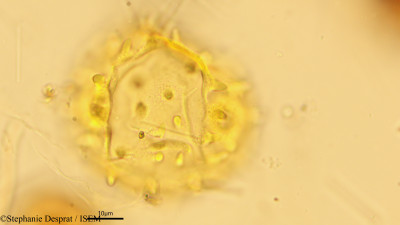 Pterospermum suberifolium - lame n° 18502