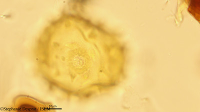 Pterospermum suberifolium - lame n° 18502