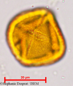 Stephanie.Desprat/Putranjiva_roxburghii_5134/Putranjiva_roxburghii_5134_0001(copy)_thumb.jpg