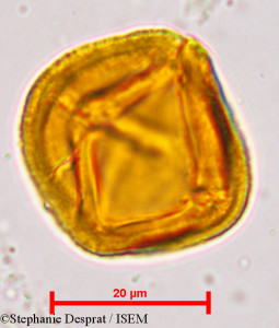 Putranjiva roxburghii - lame n° 5134