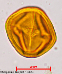 Putranjiva roxburghii - lame n° 5134