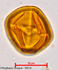 Putranjiva roxburghii - lame n° 5134