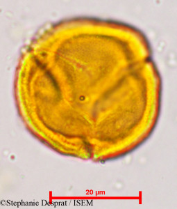 Putranjiva roxburghii - lame n° 5134