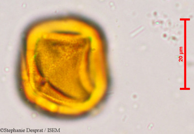 Putranjiva roxburghii - lame n° 5134