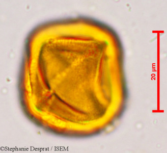 Putranjiva roxburghii - lame n° 5134